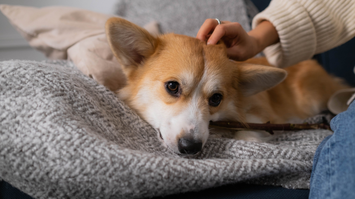 Illustration : "Une étude révèle que caresser un chien fait physiquement grimper vos propres défenses immunitaires"
