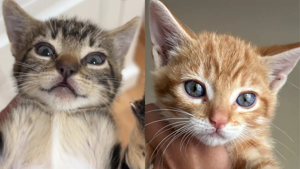 Illustration : "Ces 5 chatons étaient impossibles à toucher sans gants, puis ont réclamé des câlins en moins de 2 jours"