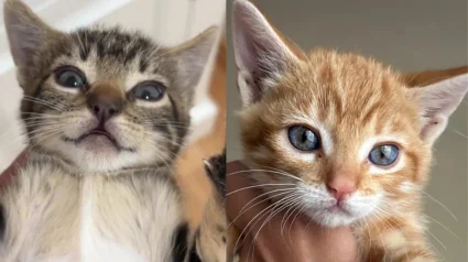 Illustration : Ces 5 chatons &eacute;taient impossibles &agrave; toucher sans gants, puis ont r&eacute;clam&eacute; des c&acirc;lins en moins de 2 jours