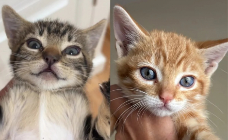Ces 5 chatons étaient impossibles à toucher sans gants, puis ont réclamé des câlins en moins de 2 jours