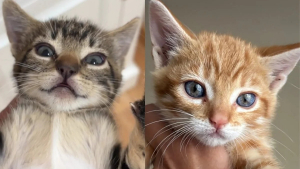 Illustration : Ces 5 chatons étaient impossibles à toucher sans gants, puis ont réclamé des câlins en moins de 2 jours
