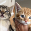 Illustration : Ces 5 chatons &eacute;taient impossibles &agrave; toucher sans gants, puis ont r&eacute;clam&eacute; des c&acirc;lins en moins de 2 jours