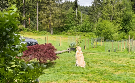 Ce chien attend chaque jour au même endroit jusqu'au retour de son ami chat, disparu pendant 4 jours