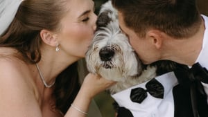 Illustration : Ce chien accueille les invités au mariage de ses maîtres avec une caméra attachée à son collier (vidéo)