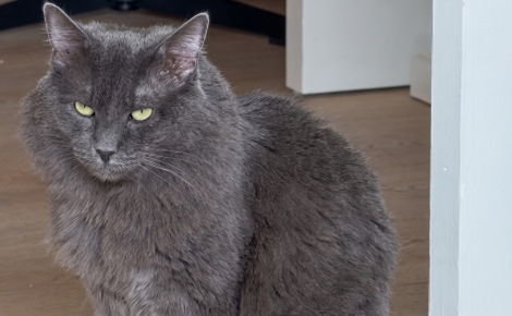 Touchée par le regard triste d’un chat en attente d’adoption, elle postule sans vraiment croire en ses chances (vidéo)