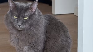 Illustration : Touchée par le regard triste d’un chat en attente d’adoption, elle postule sans vraiment croire en ses chances (vidéo)