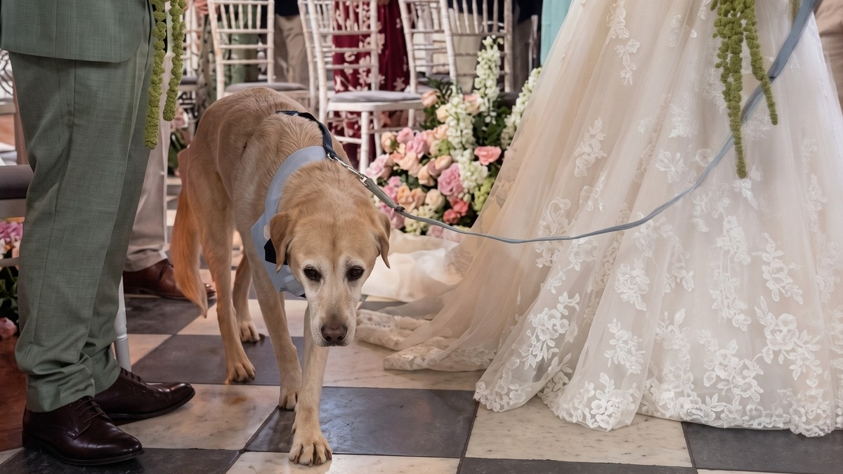 Illustration : "Le chien de son enfance, âgé de 16 ans, l’accompagne jusqu’à l’autel le jour de son mariage (vidéo)"