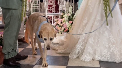 Illustration : Le chien de son enfance, &acirc;g&eacute; de 16 ans, l&rsquo;accompagne jusqu&rsquo;&agrave; l&rsquo;autel le jour de son mariage (vid&eacute;o)
