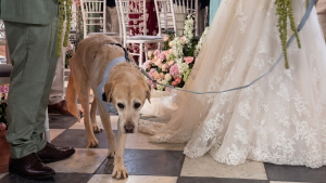 Illustration : Le chien de son enfance, âgé de 16 ans, l’accompagne jusqu’à l’autel le jour de son mariage (vidéo)