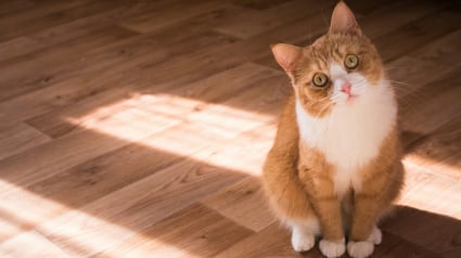 Illustration : Selon cette &eacute;tude, le chat poss&egrave;de une m&eacute;moire de travail infaillible