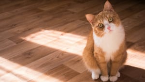 Illustration : "Selon cette étude, le chat possède une mémoire de travail infaillible"