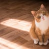 Illustration : Selon cette &eacute;tude, le chat poss&egrave;de une m&eacute;moire de travail infaillible