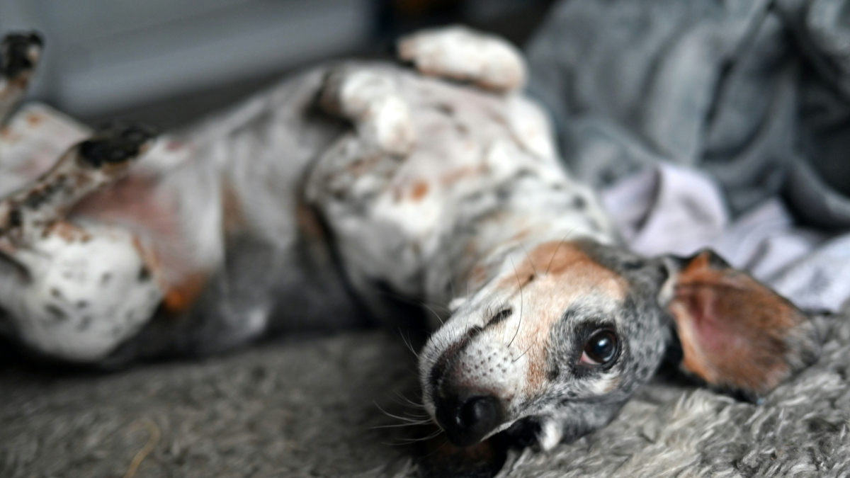 Illustration : "Votre chien se frotte sur le tapis après le repas : les explications possibles et les signes à surveiller"