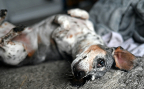 Votre chien se frotte sur le tapis après le repas : les explications possibles et les signes à surveiller
