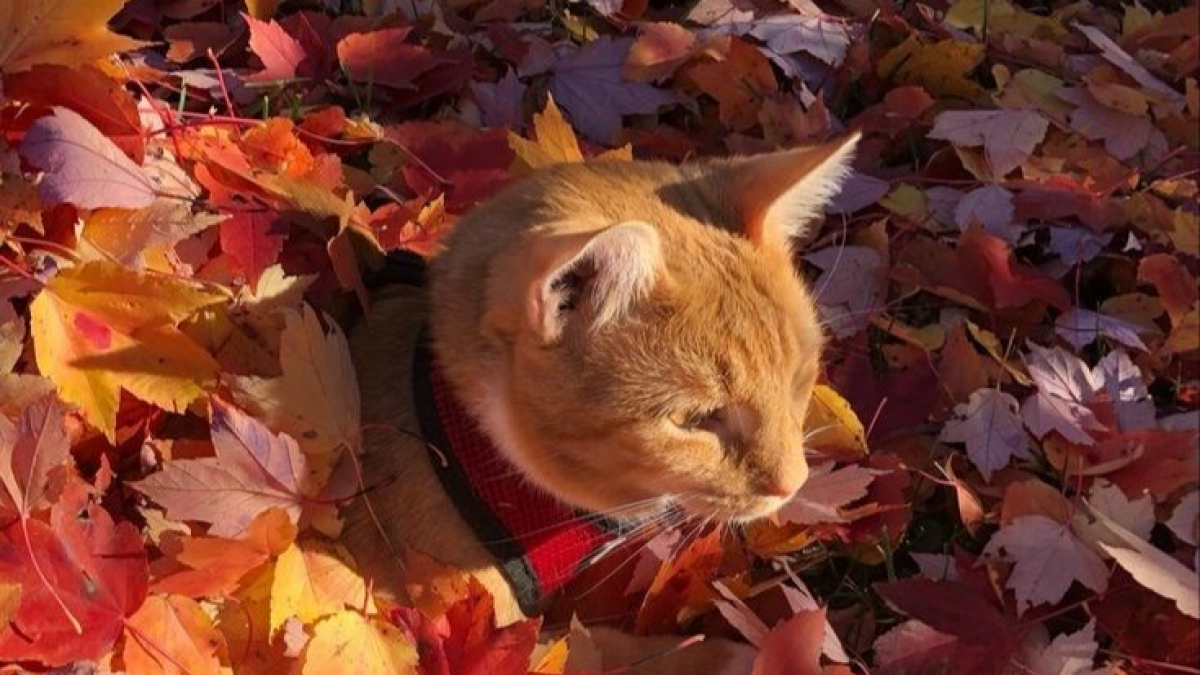 Illustration : "Ces 12 chats roux sont assortis aux couleurs de l’automne, des feuilles dorées aux citrouilles"