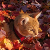 Illustration : Ces 12 chats roux sont assortis aux couleurs de l&rsquo;automne, des feuilles dor&eacute;es aux citrouilles