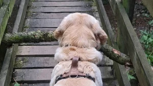 Illustration : Ce chien peine à passer un pont avec son immense bâton, puis trouve la bonne prise pour avancer (vidéo)