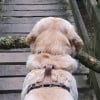 Illustration : Ce chien peine &agrave; passer un pont avec son immense b&acirc;ton, puis trouve la bonne prise pour avancer (vid&eacute;o)
