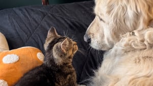 Illustration : Ce chien sénior et un chaton orphelin font connaissance en 8 minutes, puis deviennent inséparables (vidéo)