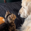 Illustration : Ce chien s&eacute;nior et un chaton orphelin font connaissance en 8 minutes, puis deviennent ins&eacute;parables (vid&eacute;o)