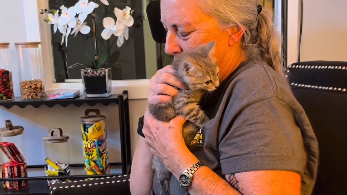 Illustration : "Veuve et se sentant seule, elle se prend d'affection pour ce chaton tombé dans de la colle industrielle"