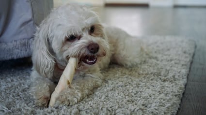 Illustration : Votre chien vous tourne le dos en m&acirc;chant son os, mais ce n&rsquo;est pas forc&eacute;ment un signe de d&eacute;fiance