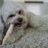 Illustration : Votre chien vous tourne le dos en m&acirc;chant son os, mais ce n&rsquo;est pas forc&eacute;ment un signe de d&eacute;fiance