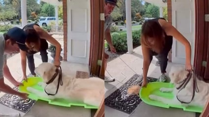 Illustration : Ce chien refuse de marcher jusqu&rsquo;au v&eacute;t&eacute;rinaire, alors ses ma&icirc;tres lui trouvent un autre moyen de locomotion (vid&eacute;o)