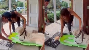 Illustration : Ce chien refuse de marcher jusqu’au vétérinaire, alors ses maîtres lui trouvent un autre moyen de locomotion (vidéo)