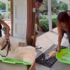 Illustration : Ce chien refuse de marcher jusqu&rsquo;au v&eacute;t&eacute;rinaire, alors ses ma&icirc;tres lui trouvent un autre moyen de locomotion (vid&eacute;o)