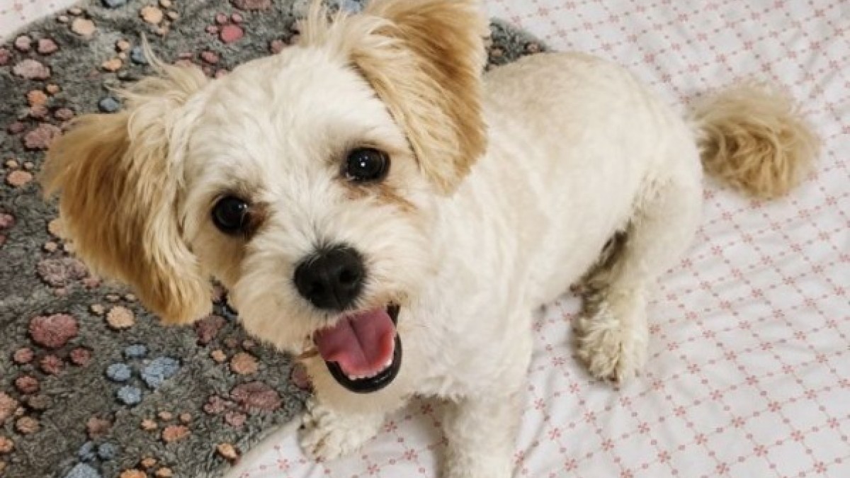 Illustration : "7 chiens de petite taille à adopter sans tarder"