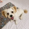 Illustration : 7 chiens de petite taille &agrave; adopter sans tarder