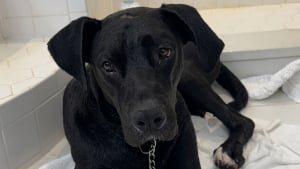 Illustration : "Un chien blessé par balle est sauvé, puis suit une formation pour apporter un soutien émotionnel aux militaires"