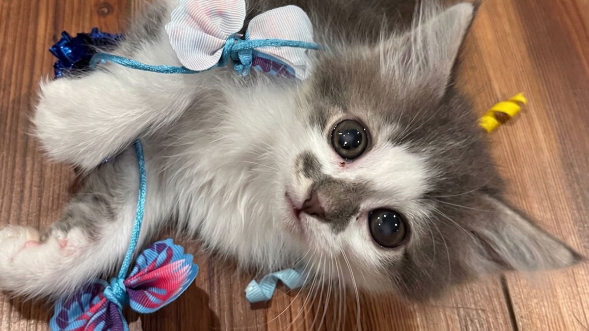 Illustration : "Un chaton est volé dès son premier jour au service des adoptions, puis ramené au refuge le lendemain"
