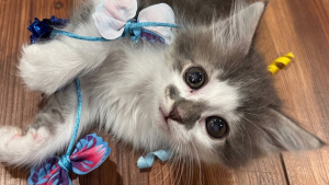 Illustration : Un chaton est vol&eacute; d&egrave;s son premier jour au service des adoptions, puis ramen&eacute; au refuge le lendemain