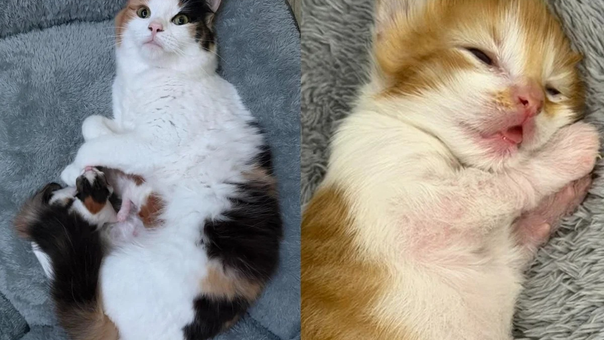 Illustration : "Ces 2 chatons sauvés sont devenus potelés grâce au lait de leur mère aimante"