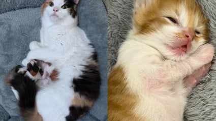 Illustration : Ces 2 chatons sauv&eacute;s sont devenus potel&eacute;s gr&acirc;ce au lait de leur m&egrave;re aimante