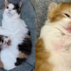 Illustration : Ces 2 chatons sauv&eacute;s sont devenus potel&eacute;s gr&acirc;ce au lait de leur m&egrave;re aimante