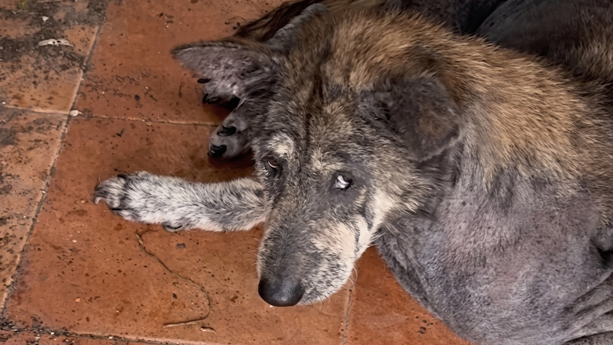 Illustration : "Le regard de ce chien abandonné lui rappelle sa chienne disparue, alors elle décide de l'adopter"
