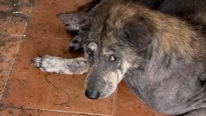 Illustration : Le regard de ce chien abandonné lui rappelle sa chienne disparue, alors elle décide de l'adopter