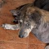 Illustration : Le regard de ce chien abandonn&eacute; lui rappelle sa chienne disparue, alors elle d&eacute;cide de l'adopter