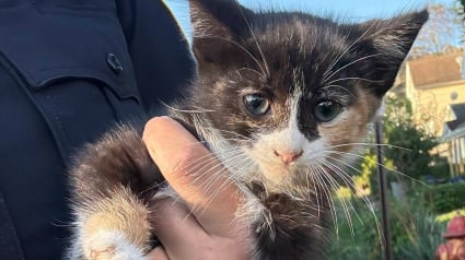 Illustration : Coinc&eacute; sous le capot, un chaton est sauv&eacute; par 2 policiers, puis le propri&eacute;taire de la voiture d&eacute;cide de l&rsquo;adopter