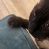 Illustration : Adopt&eacute; apr&egrave;s une vie dans la rue, ce chat a pour friandises pr&eacute;f&eacute;r&eacute;es des rondelles de concombre (vid&eacute;o)