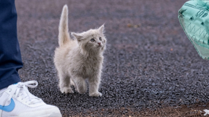 Illustration : Une chatte secourue au milieu des voitures est ensuite invitée au premier lancer d’un match de baseball