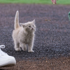 Illustration : Une chatte secourue au milieu des voitures est ensuite invit&eacute;e au premier lancer d&rsquo;un match de baseball