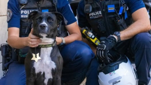 Illustration : Il avait déclaré sa chienne volée, puis la police lui annonce qu’elle a été retrouvée à 500 km de chez lui