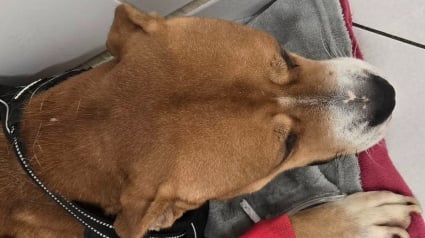 Illustration : Un chien priv&eacute; d&rsquo;eau et de nourriture pendant 2 semaines est pris en charge en urgence par un v&eacute;t&eacute;rinaire