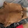 Illustration : Un chien priv&eacute; d&rsquo;eau et de nourriture pendant 2 semaines est pris en charge en urgence par un v&eacute;t&eacute;rinaire