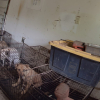 Illustration : 15 chiens et 2 chats priv&eacute;s d&rsquo;eau et de nourriture sont secourus dans un refuge sans autorisation