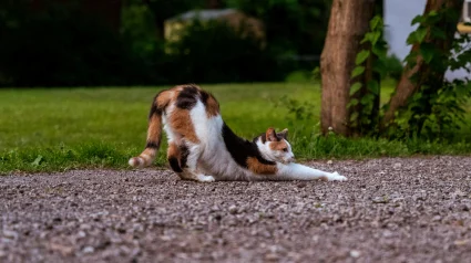 Illustration : Pourquoi votre chat s'&eacute;tire-t-il longuement &agrave; chaque fois qu'il se l&egrave;ve ?